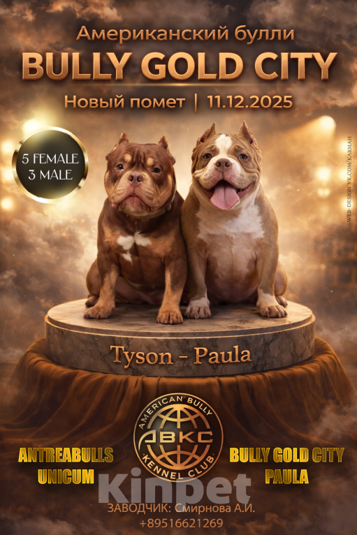 Собаки в Санкт-Петербурге: Американский булли покет мини Девочка, Бесплатно - фото 8