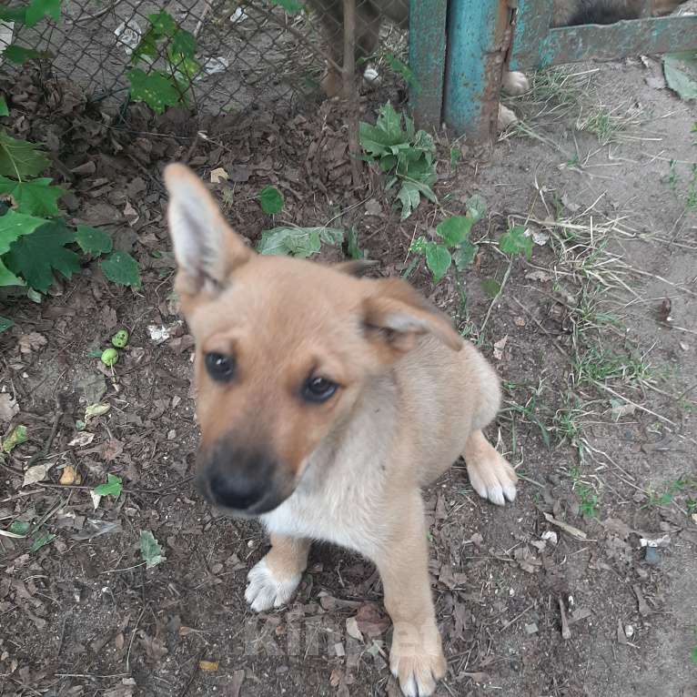 Собаки в Кубинке: Коля Мальчик, Бесплатно - фото 1
