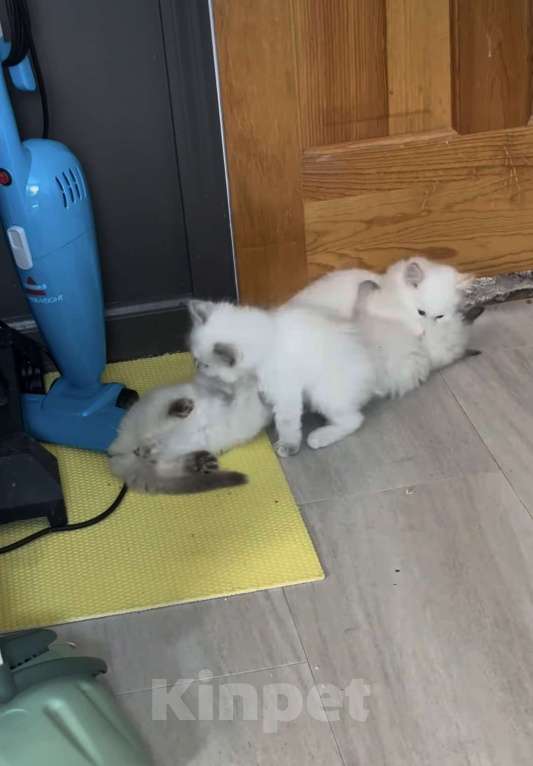 Кошки в Уфе: Рэгдолл  Девочка, 35 000 руб. - фото 2