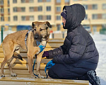 Собаки в Москве: Статный Беня ищет дом Мальчик, 1 руб. - фото 3