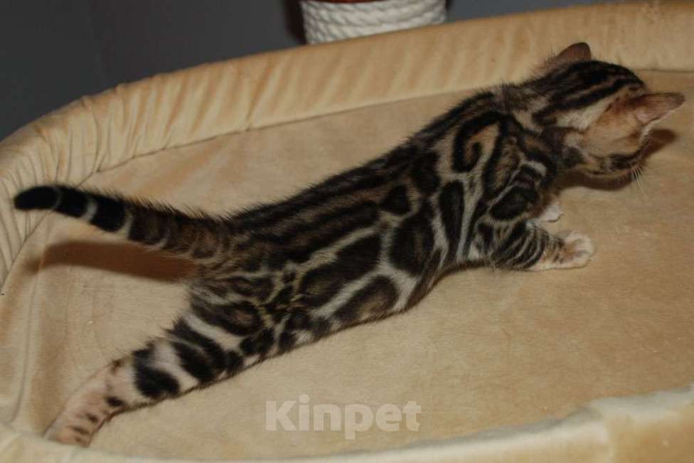 Кошки в Москве: Бенгальский котик  Мальчик, 70 000 руб. - фото 5