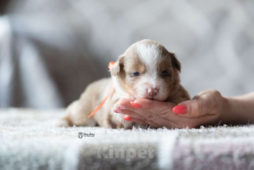 Собаки в Москве: Миниатюрная американская овчарка (мини-аусси) Девочка, 250 000 руб. - фото 4