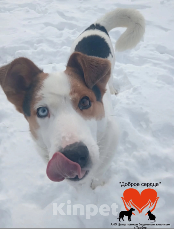 Собаки в Тамбове: Джон Мальчик, Бесплатно - фото 2