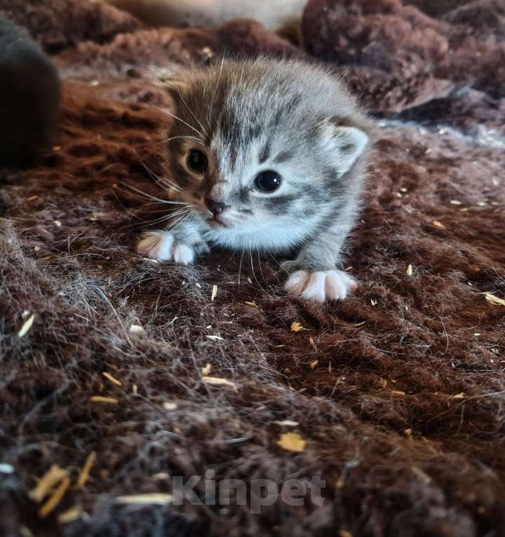 Кошки в Санкт-Петербурге: котята на развес Разнополые, Бесплатно - фото 3