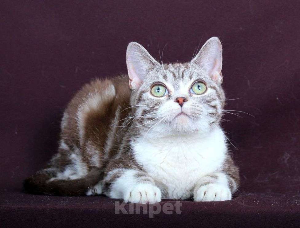 Кошки в Москве: Американский короткошерстный котёнок Мальчик, 60 000 руб. - фото 10