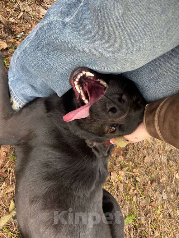 Собаки в Брянске: Лорд Мальчик, Бесплатно - фото 4