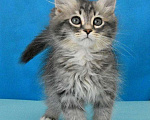 Кошки в Москве: Сибирский котик Паркер Мальчик, Бесплатно - фото 2