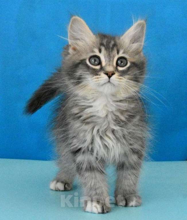 Кошки в Москве: Сибирский котик Паркер Мальчик, Бесплатно - фото 2
