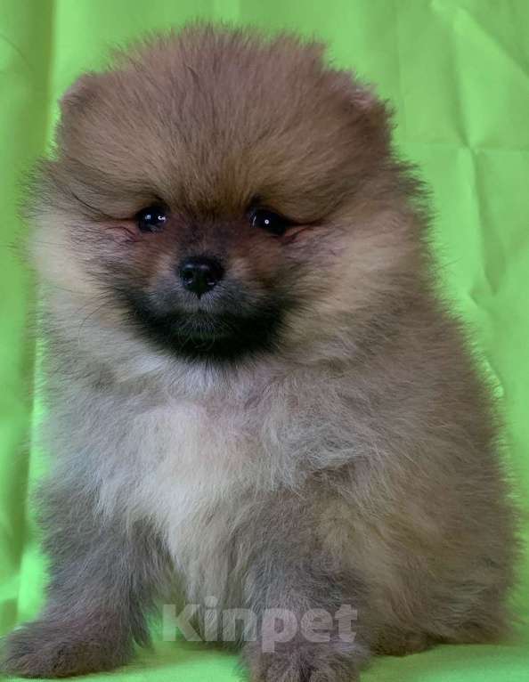 Собаки в Санкт-Петербурге: Девочка шпицуля Девочка, 35 000 руб. - фото 1