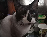 Кошки в Саратове: Помогите пожалуйста найти моего кота Мальчик, 1 000 руб. - фото 3