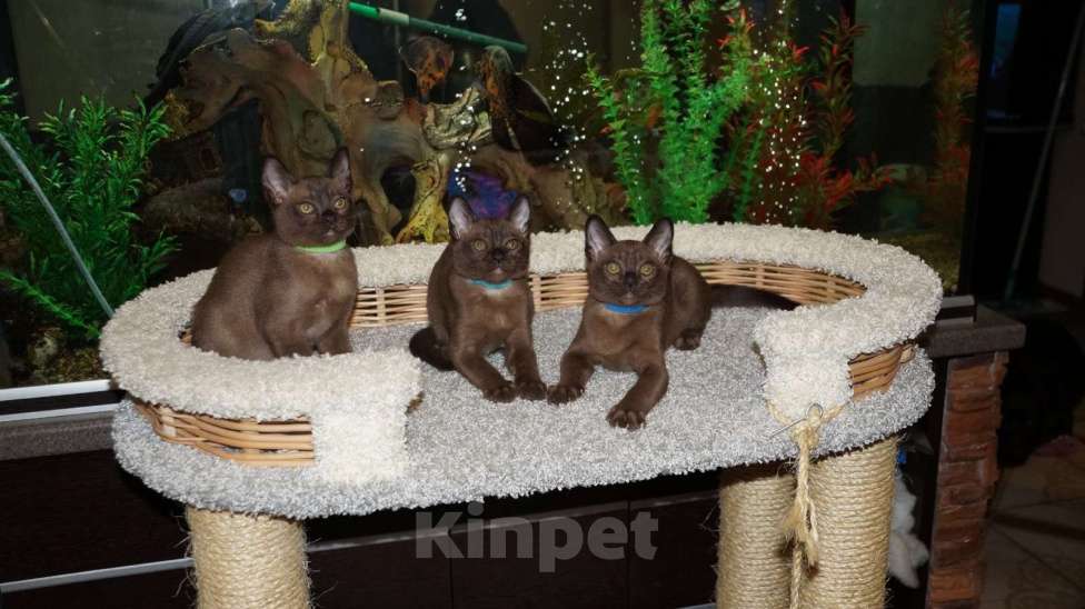 Кошки в Котельнике: Бурманские котята Мальчик, 50 000 руб. - фото 1