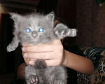 Кошки в Ветлуге: Котята Мейн-кун, 7 000 руб. - фото 4