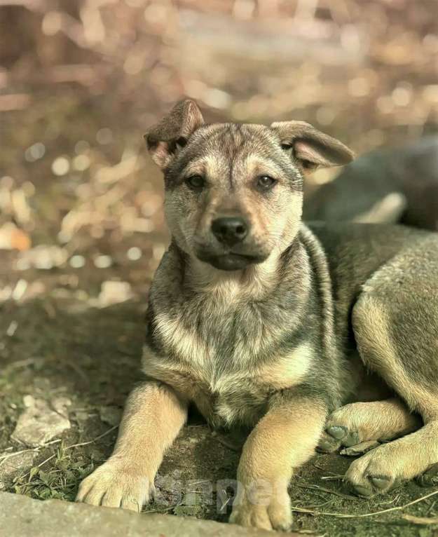 Собаки в других городах Владимирской области: Шаловливый щенок хорошему хозяину Девочка, Бесплатно - фото 6