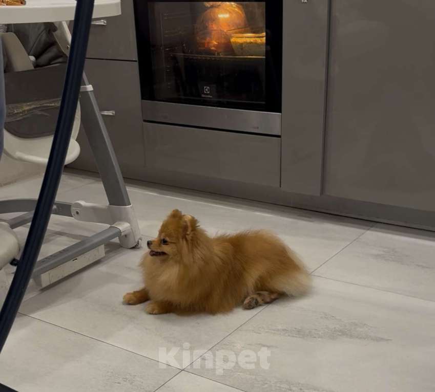 Собаки в Москве: Продается чудесная подрощенная малышка породы померанский шпиц Девочка, 40 000 руб. - фото 3