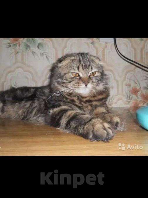 Кошки в Мелеузе: Шотландская кошка!, 3 000 руб. - фото 1
