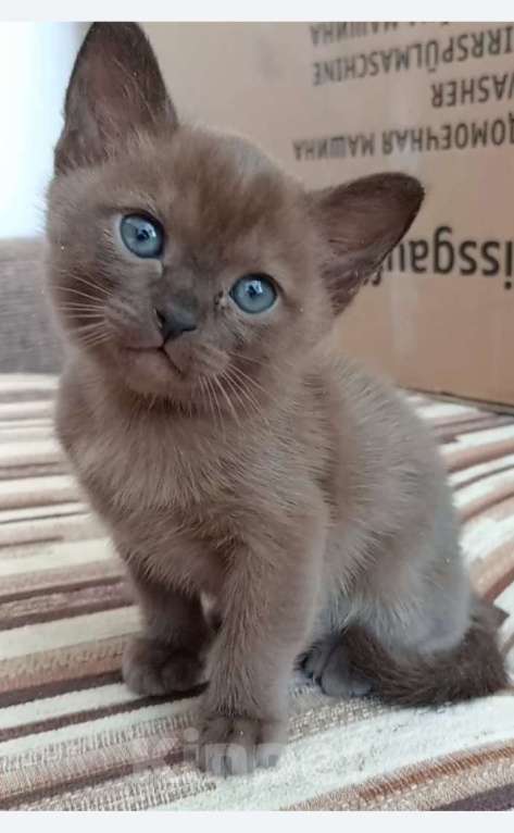 Кошки в Москве: Котик шоколад Мальчик, 45 000 руб. - фото 3