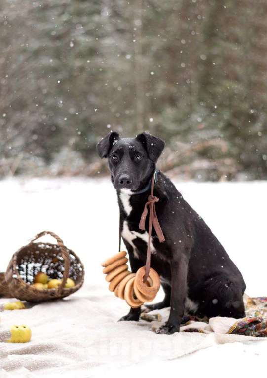 Собаки в Москве: Хлоя. Чёрная жемчужина со дна океана Девочка, Бесплатно - фото 4