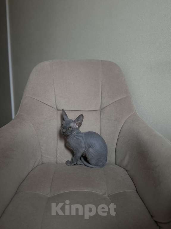 Кошки в Москве: Сфинкс голубой девочка котенок Девочка, 47 000 руб. - фото 4