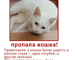 Кошки в других городах Краснодарского края: Пропала любимица Девочка, 1 000 руб. - фото 1