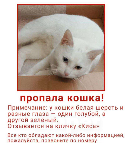 Кошки в других городах Краснодарского края: Пропала любимица Девочка, 1 000 руб. - фото 1