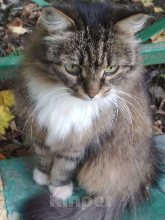 Кошки в Ливны: Пушистая красавица Лиза хочет быть единственной, Бесплатно - фото 1
