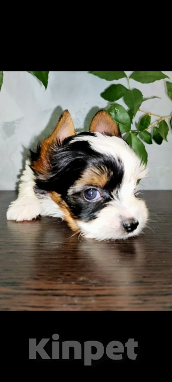 Собаки в других городах Московской области: Очаровашка Сандра Девочка, 140 000 руб. - фото 4