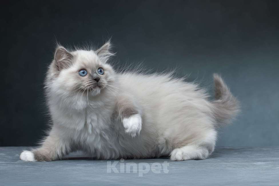 Кошки в Санкт-Петербурге: Клубный котенок РЭГДОЛЛ Мальчик, Бесплатно - фото 4