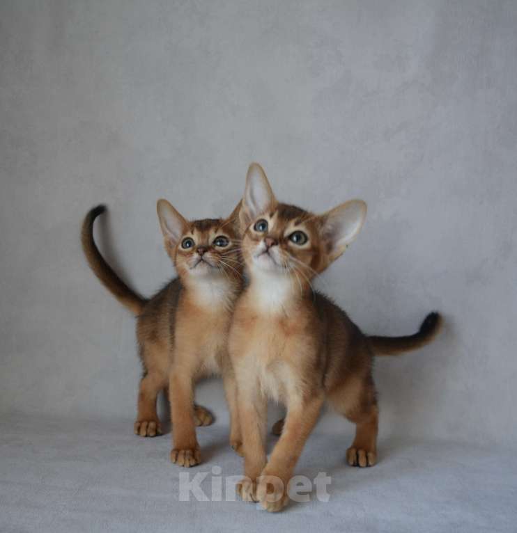 Кошки в Мытищах: Абиссинские котята Мальчик, 65 000 руб. - фото 3