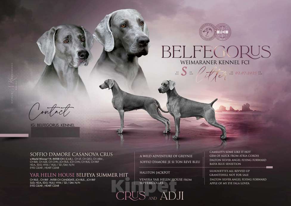 Собаки в Москве: Шикарная девочка веймаранера ( веймарская легавая )  Девочка, Бесплатно - фото 6