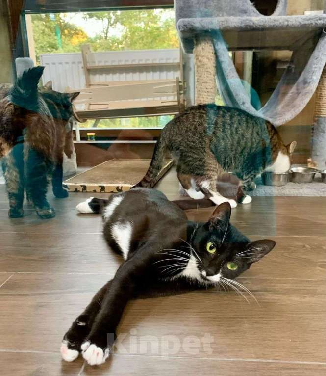 Кошки в Москве: Черно-белая кошечка ждет каждый день с надеждой, что ее заметят.. Девочка, Бесплатно - фото 3