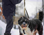 Собаки в Москве: Собака-мечта бородатик Тайсон в добрые руки Мальчик, Бесплатно - фото 10