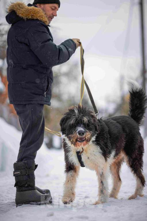 Собаки в Москве: Собака-мечта бородатик Тайсон в добрые руки Мальчик, Бесплатно - фото 10