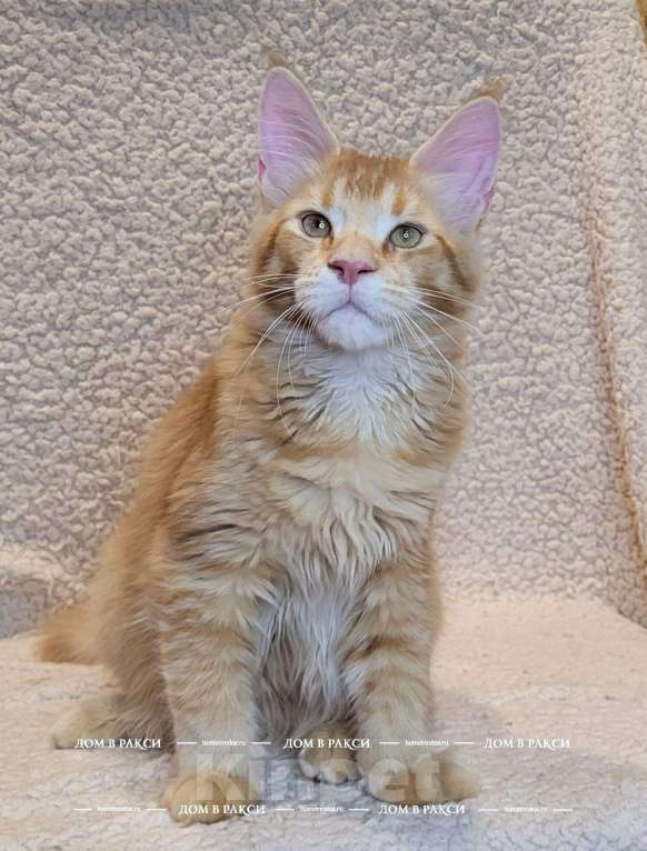 Кошки в других городах Ленинградской области: Кот мейн-кун Y’Zeus Raksi Line Мальчик, Бесплатно - фото 1