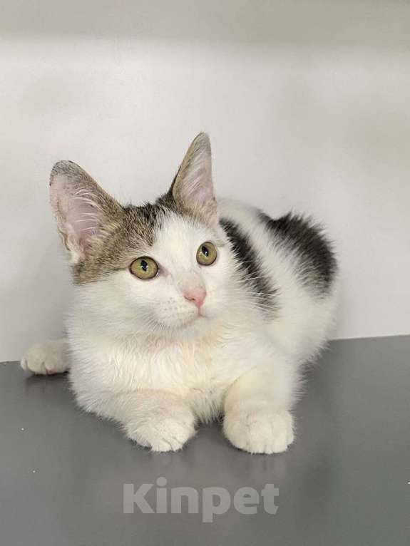 Кошки в Москве: Котенок-подросток в шапочке в добрые руки Мальчик, Бесплатно - фото 4