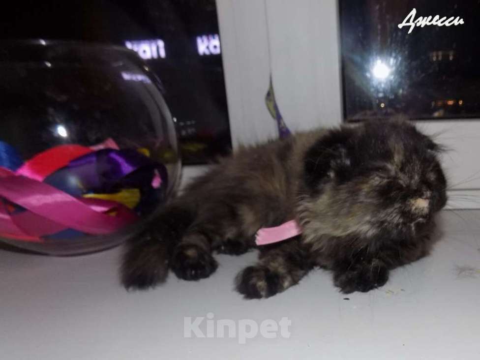 Кошки в Москве: Шотландская вислоухая длинношерстная кошечка, хайленд фолд Девочка, 20 000 руб. - фото 2