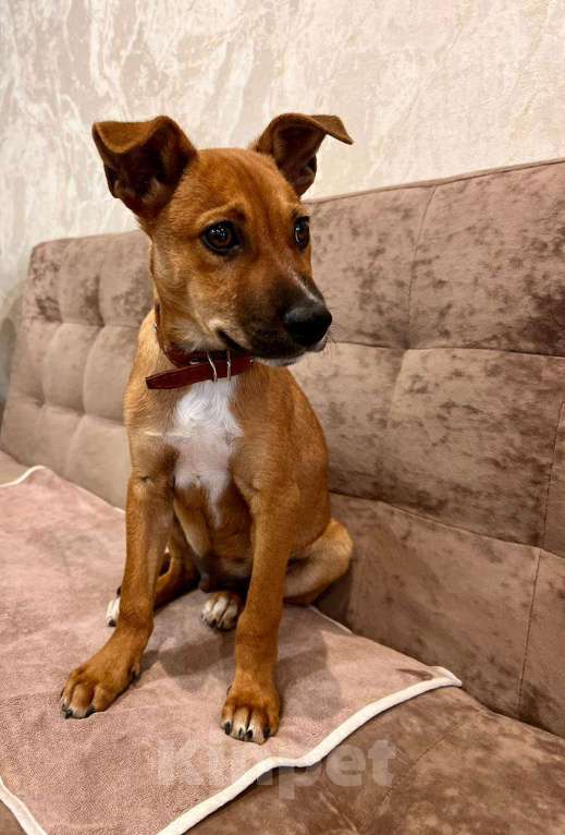 Собаки в Ростове-на-Дону: Тим подарит тебе любовь❤️ Мальчик, Бесплатно - фото 2