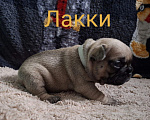 Собаки в Москве: Щенки французского бульдога РКФ Разнополые, 60 000 руб. - фото 3