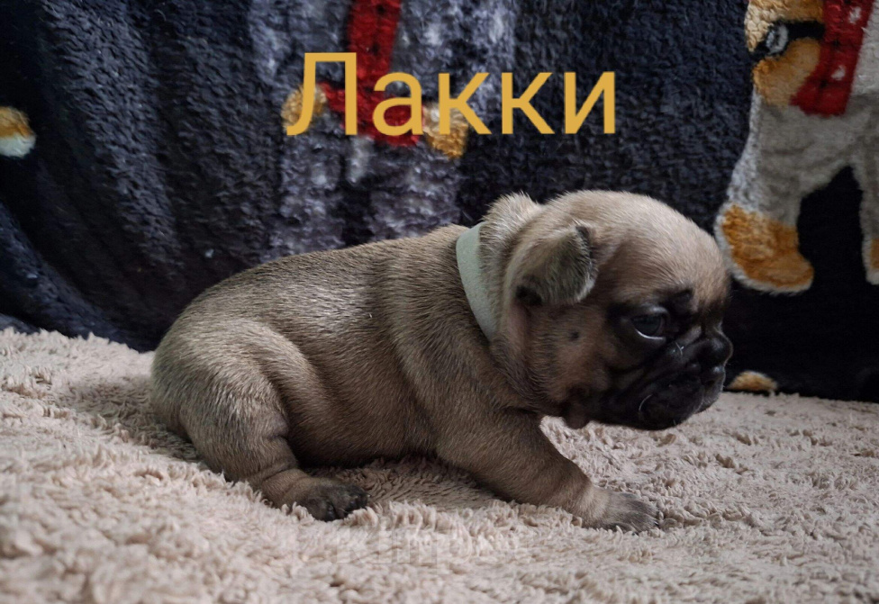 Собаки в Москве: Щенки французского бульдога РКФ Разнополые, 60 000 руб. - фото 3