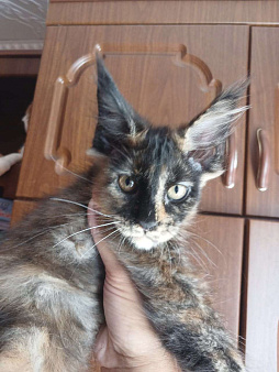 Объявление: Чистопородные котята Мей Кун, 20 000 руб., Пенза