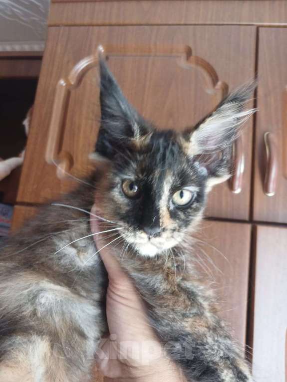 Кошки в Пензе: Чистопородные котята Мей Кун Девочка, 20 000 руб. - фото 1
