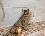 Кошки в Люберцах: Котята чаузи ф1b Девочка, 150 000 руб. - фото 4