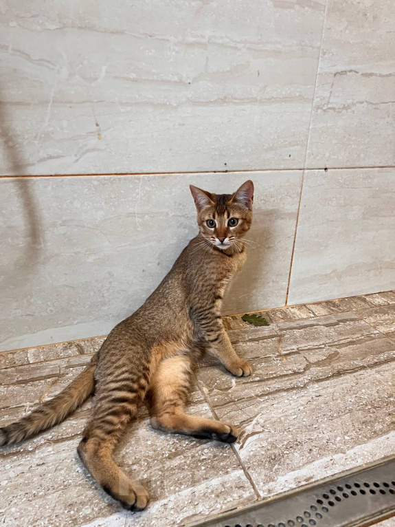 Кошки в Люберцах: Котята чаузи ф1b Девочка, 150 000 руб. - фото 4