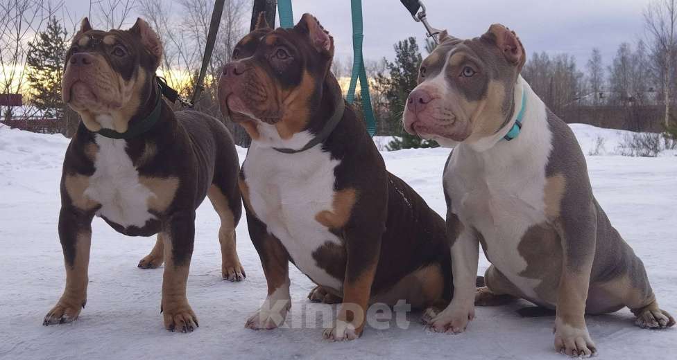 Собаки в Москве: Подростки американской булли Девочка, 80 000 руб. - фото 2