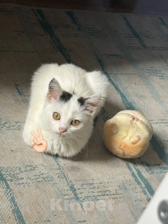 Кошки в Нижнем Новгороде: СРОЧНО ОТДАЕМ КОТЕНКА!!! Девочка, Бесплатно - фото 3