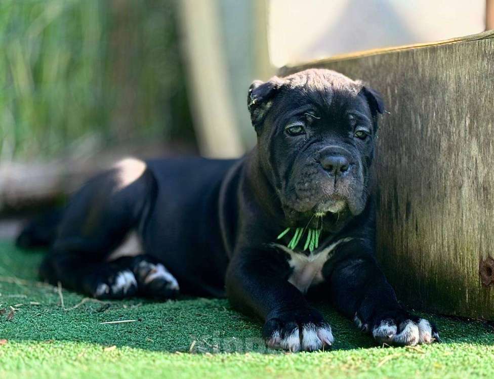 Собаки в других городах Московской области: Открыт к бронированию помет в питомнике Ретро Роше Девочка, Бесплатно - фото 2