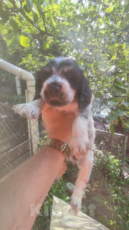 Собаки в Симферополе: Щенки Русский охотничий спаниель Мальчик, 30 000 руб. - фото 7