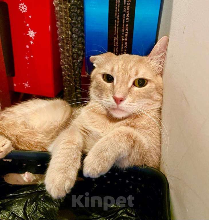 Кошки в Москве: Кошечке Джулии, пострадавшей от людей нужна любовь и забота. В добрые руки Девочка, Бесплатно - фото 3