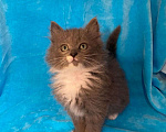 Кошки в Москве: Маленькие котята (2 мес.) в добрые руки Девочка, Бесплатно - фото 2