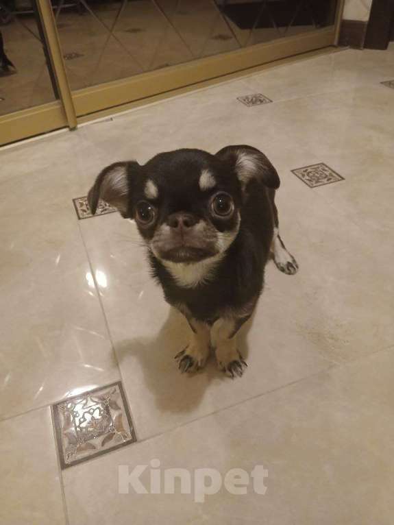 Собаки в Одинцово: Продам щенка чихуахуа Мальчик, 50 000 руб. - фото 1