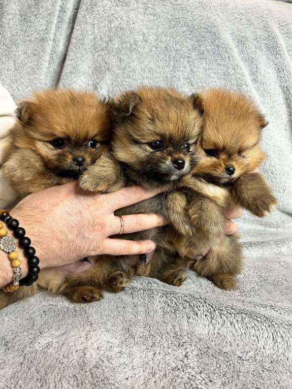 Собаки в Люберцах: Померанский шпиц, щенок Мальчик, 35 000 руб. - фото 4